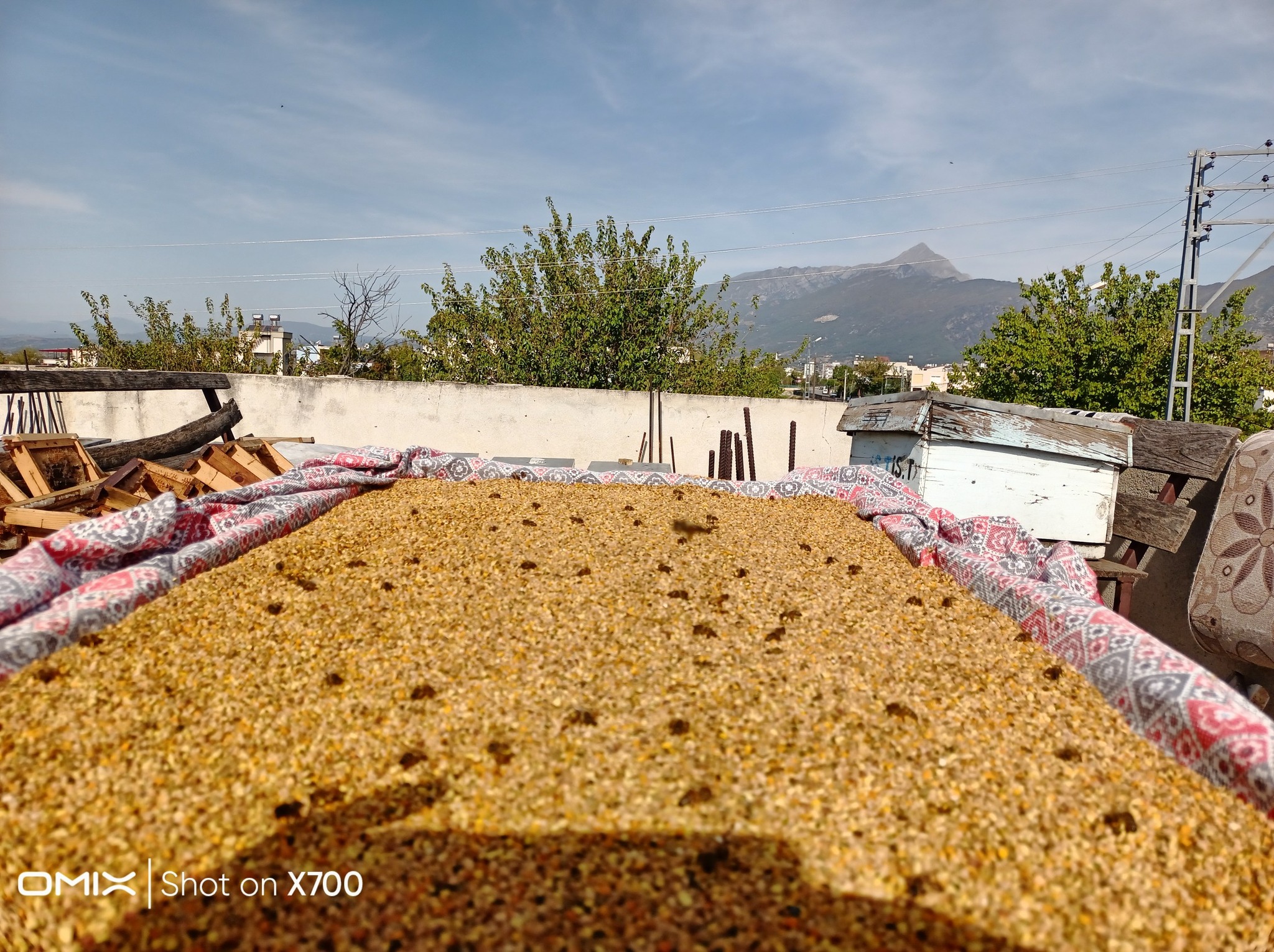 Topal Arı Poleni Allah’ın Bizlere Verdiği En Değerli Şifa Kaynağı” (1)