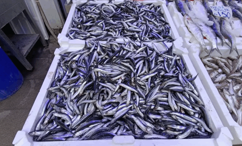 Trabzon’da Hamsi Kilosu 75 Tl’ye Düştü Vatandaş Memnun1