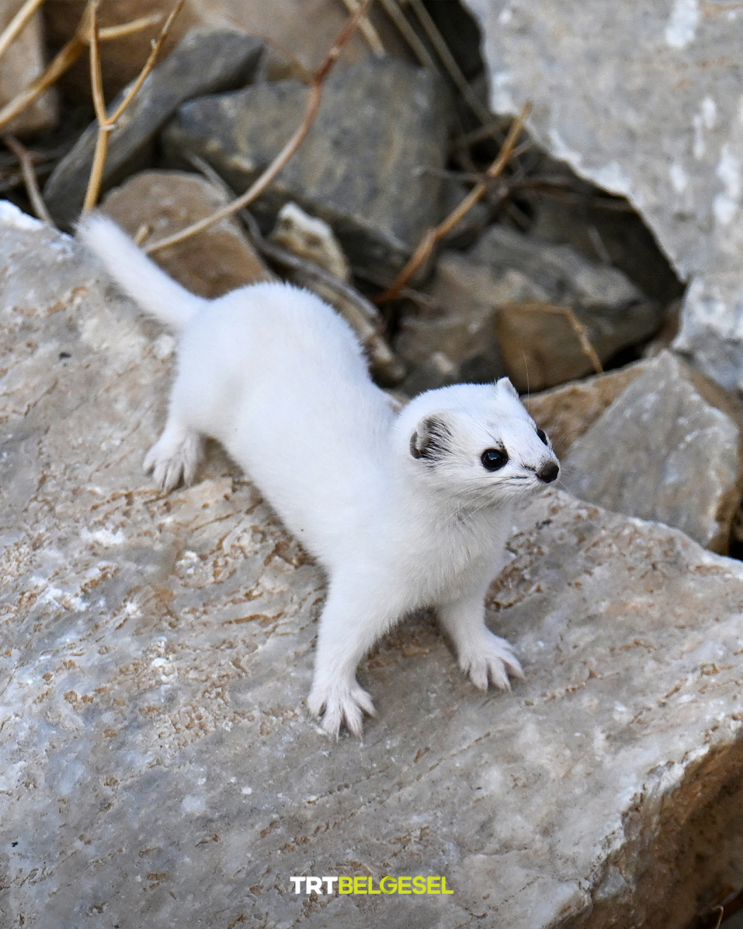 Van’da Beyaz Gelincik Güzelliği Doğaseverleri Büyülüyor (3)