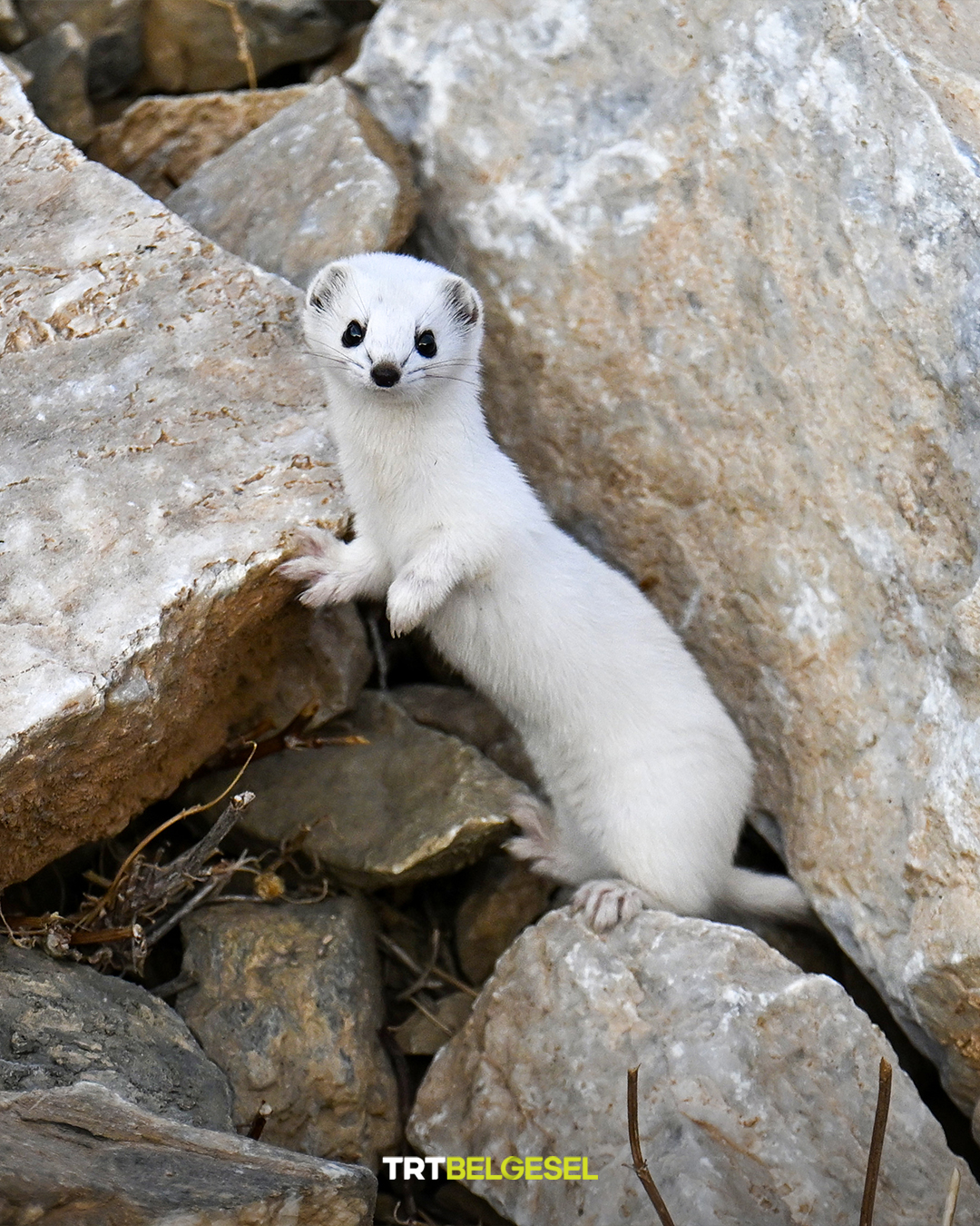 Van’da Beyaz Gelincik Güzelliği Doğaseverleri Büyülüyor (5)