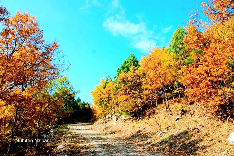 Zorkun–Antentepe–Taşlıufacık Yaylası Arasında Doğanın Kalbinde Bir Rota (2)