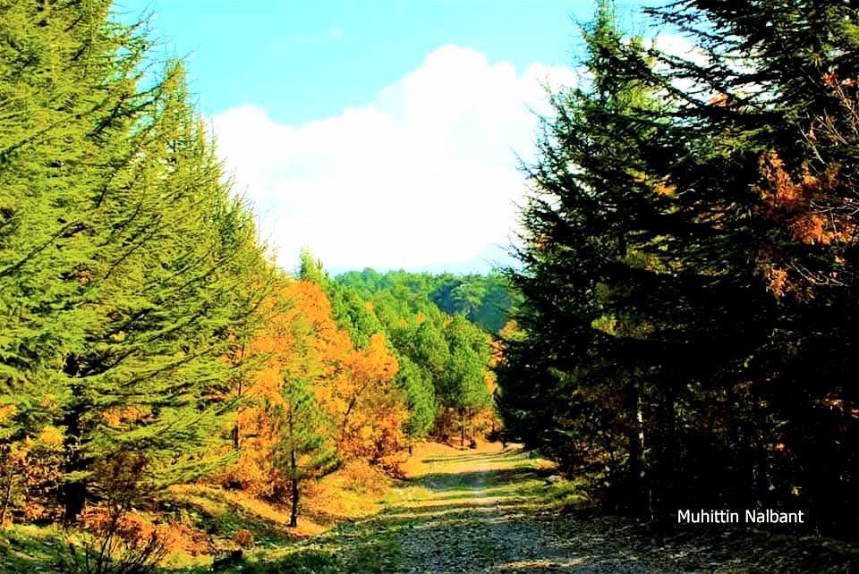 Zorkun–Antentepe–Taşlıufacık Yaylası Arasında Doğanın Kalbinde Bir Rota (5)