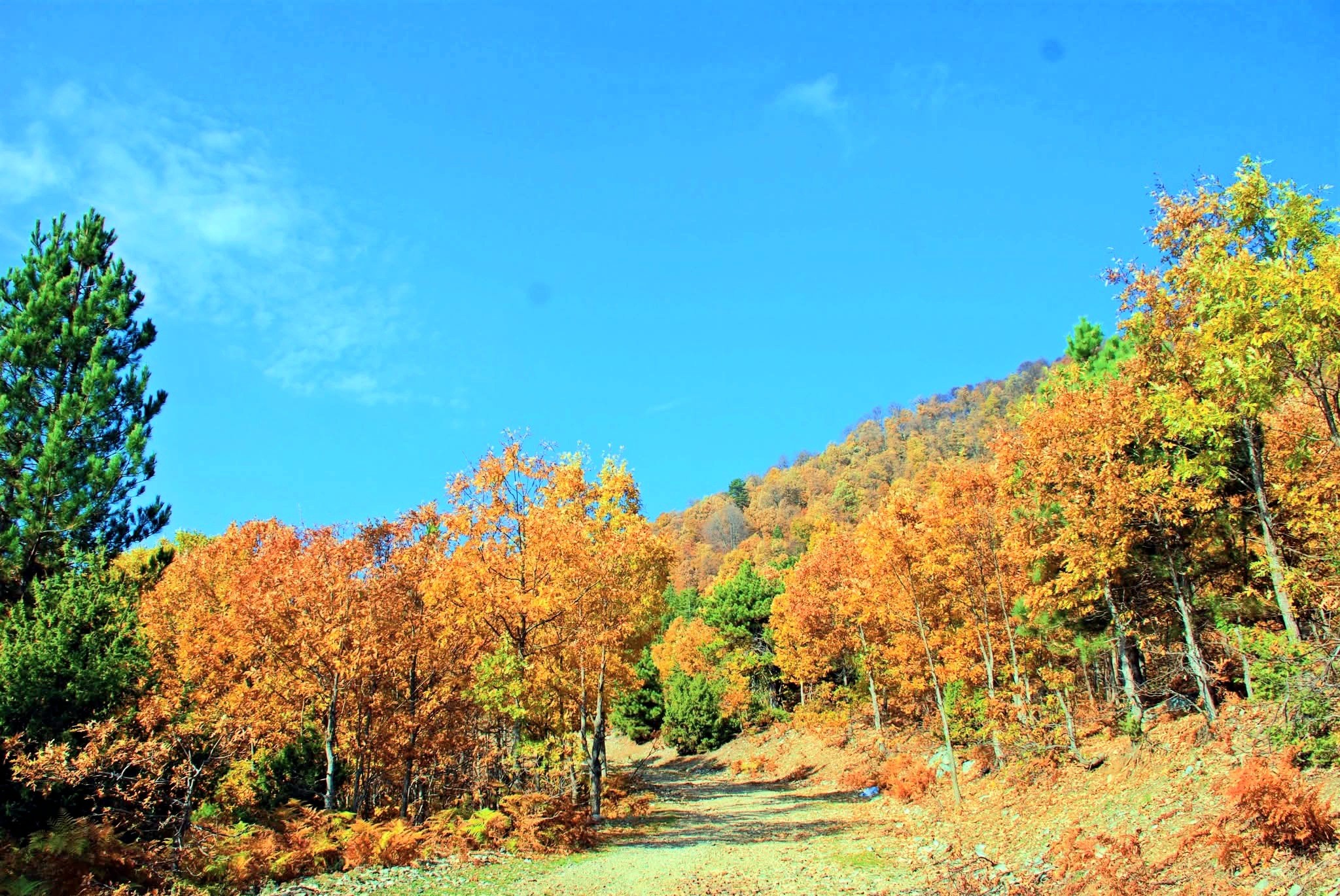 Zorkun–Antentepe–Taşlıufacık Yaylası Arasında Doğanın Kalbinde Bir Rota (6)