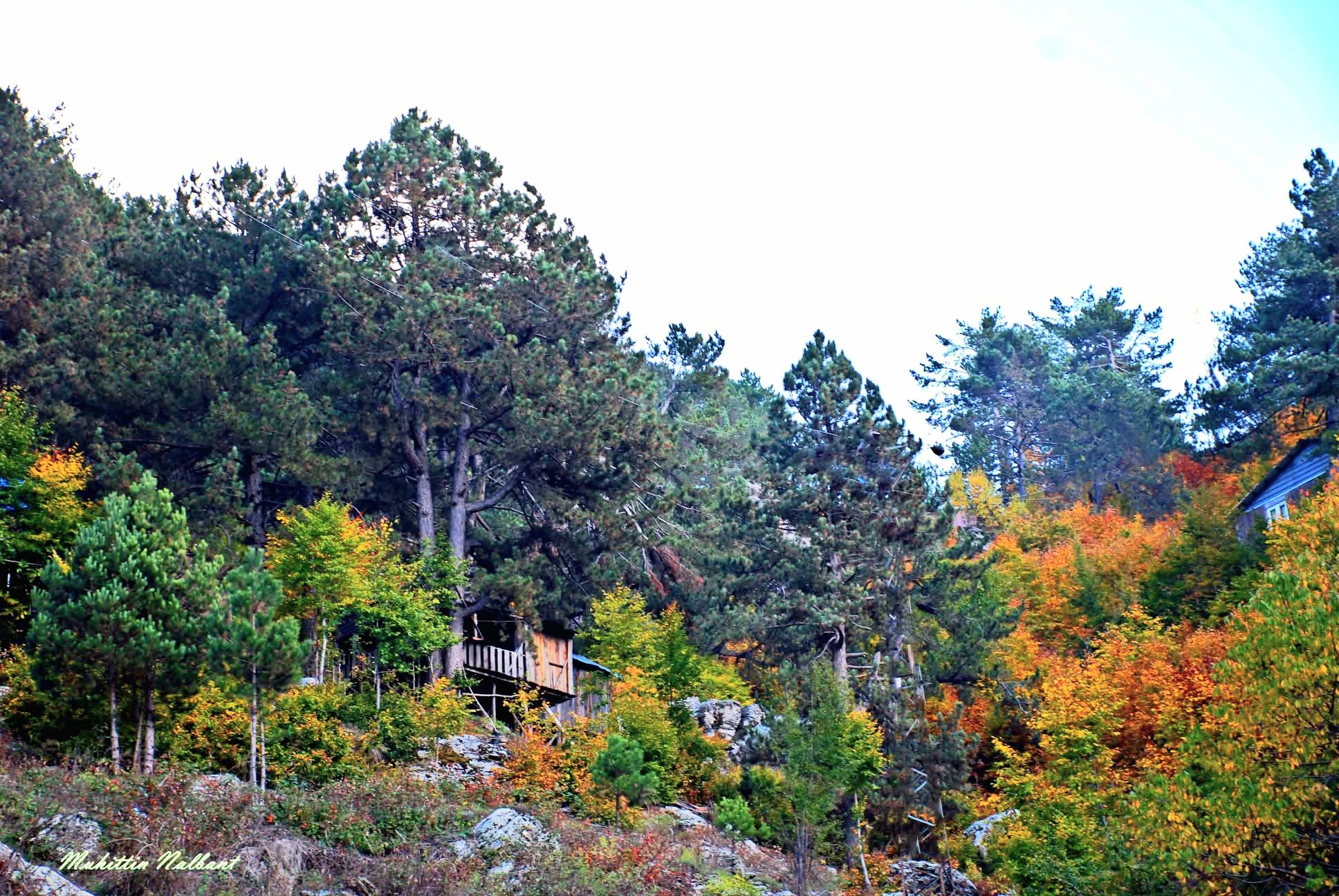 Zorkun Baharatın Gözünden Kasım Sonbaharın Hüzünlü Tonları2