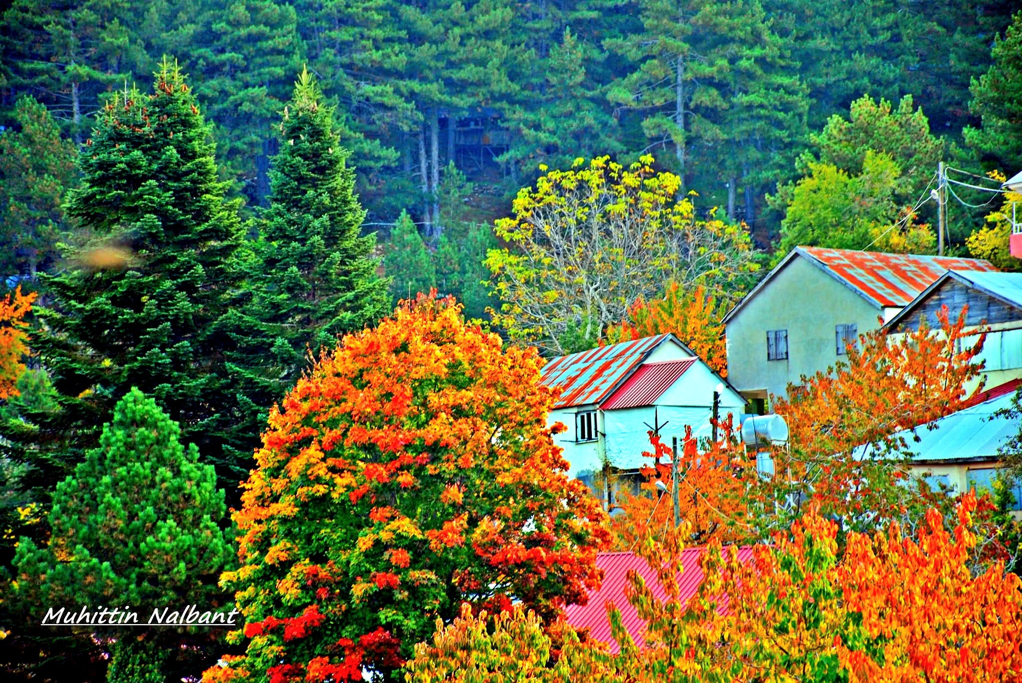 Zorkun Baharatın Gözünden Kasım Sonbaharın Hüzünlü Tonları7