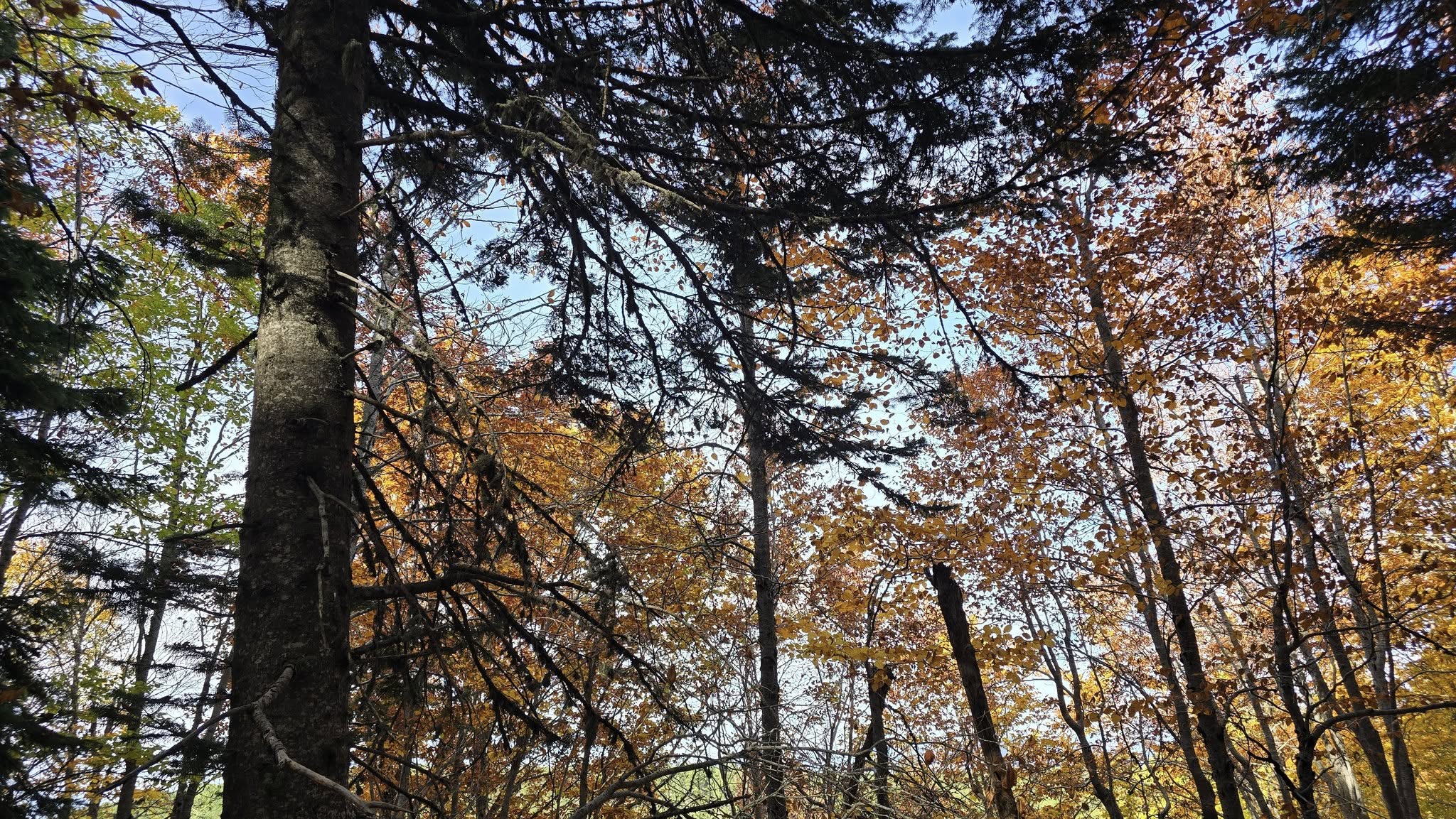 Zorkun Kuyucak’ta Sonbahar Renk Cümbüşü (2)