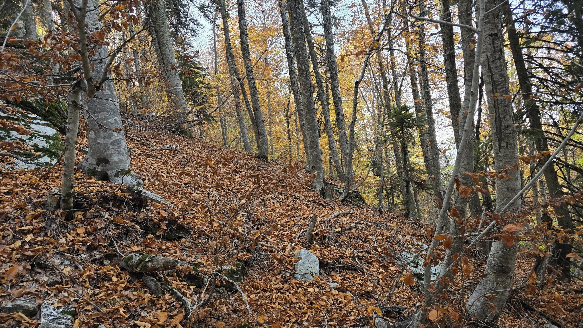Zorkun Kuyucak’ta Sonbahar Renk Cümbüşü (3)