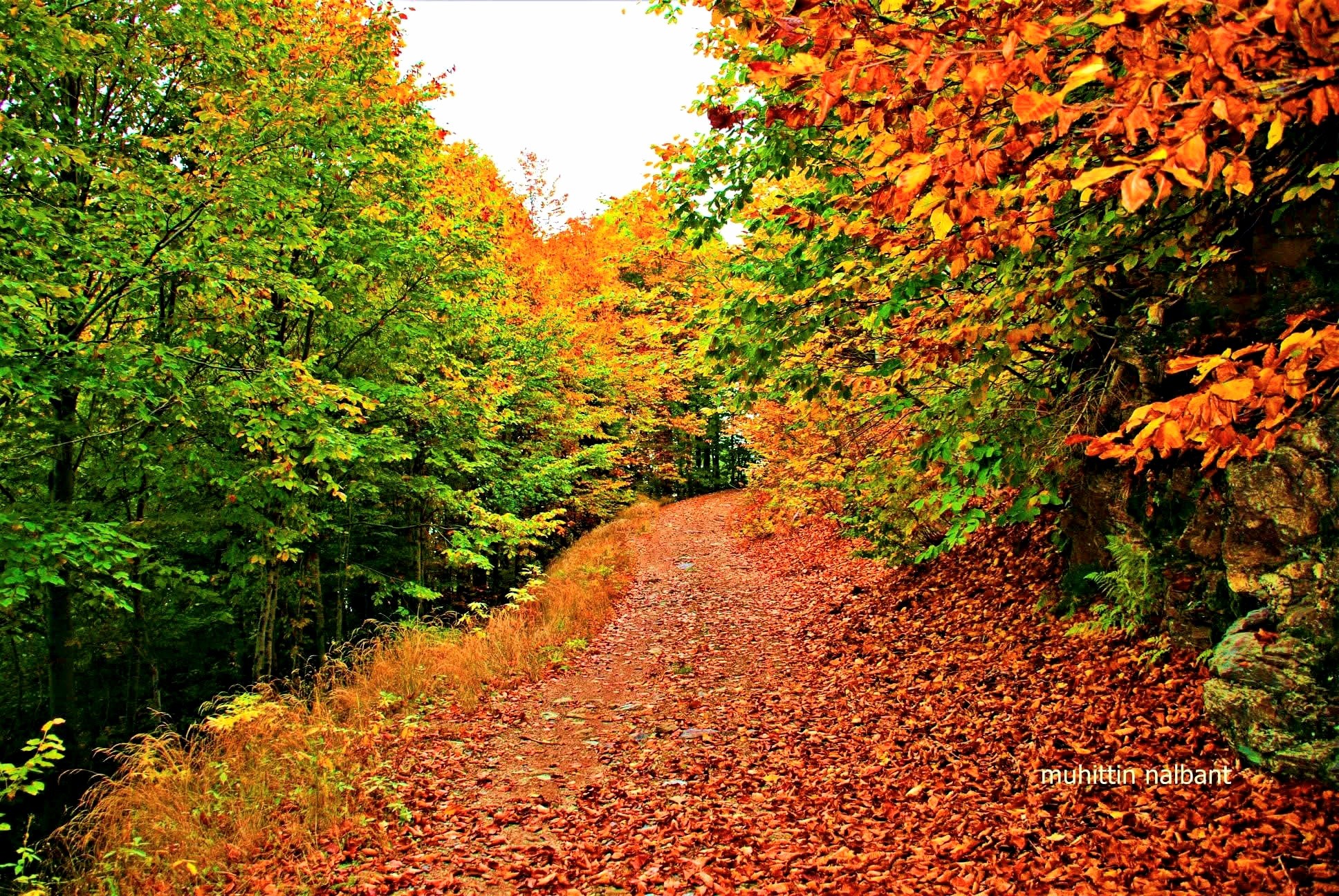 Zorkun Yaylası Keldaz Yolu Doğanın Büyüleyici Güzellikleri2