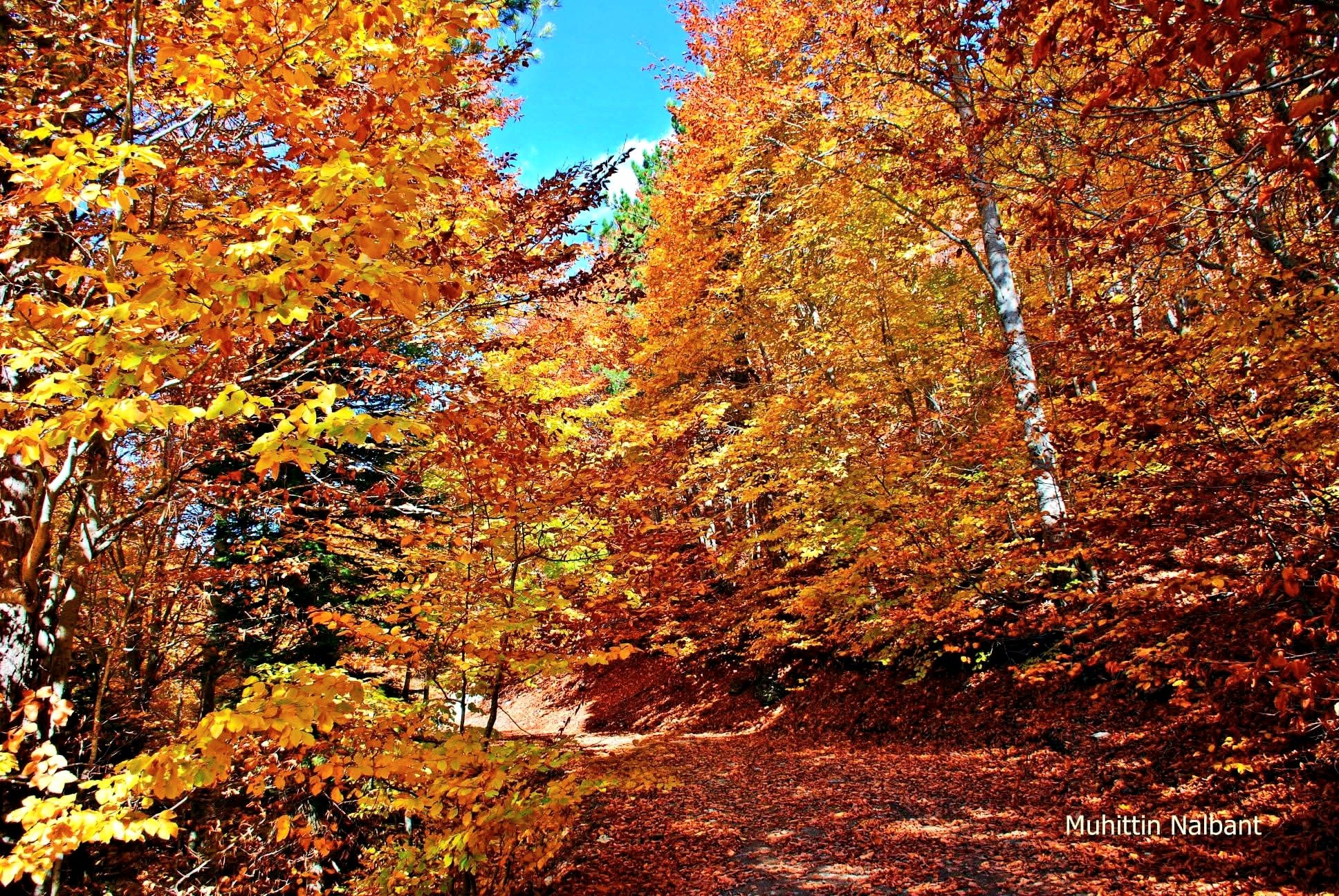 Zorkun Yaylası Keldaz Yolu Doğanın Büyüleyici Güzellikleri3