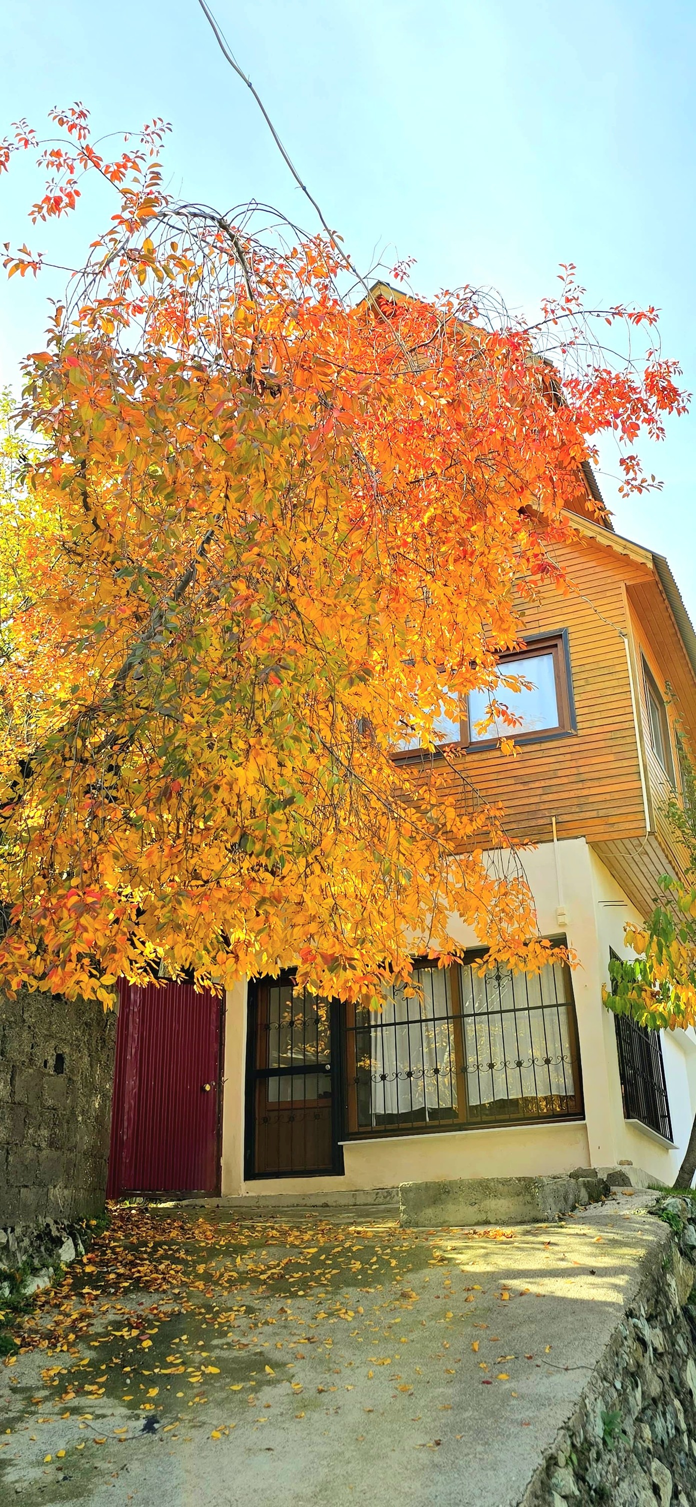 Zorkun Yaylası Sonbaharda Renk Cümbüşüyle Büyülüyor2