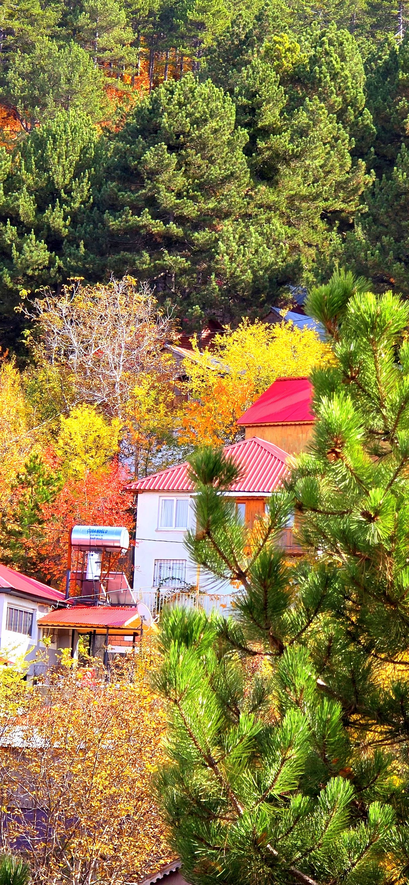Zorkun Yaylası Sonbaharda Renk Cümbüşüyle Büyülüyor8