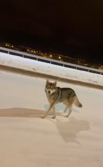 Ardahan’da Aç Kalan Kurt Yola İndi