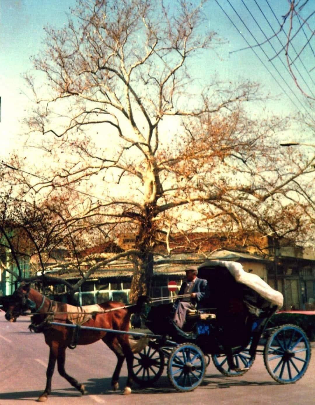 Bir Zamanlar Osmaniye Çınarlı Kahve Ve Faytonlar