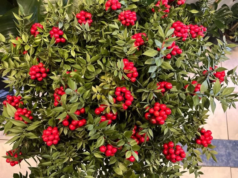 Bolu’da Aralık Ayının Gözdesi Kokina 400–500 Tl3