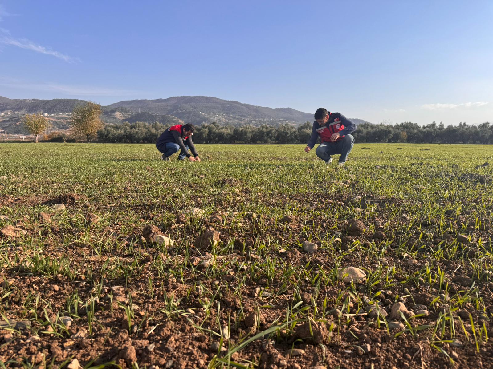 Düziçi’nde Ekim Kontrolleri Sürüyor (6)