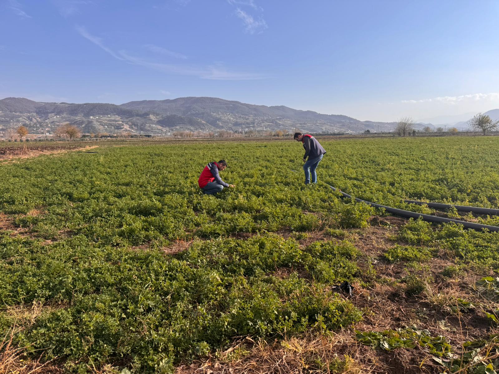 Düziçi’nde Ekim Kontrolleri Sürüyor (8)
