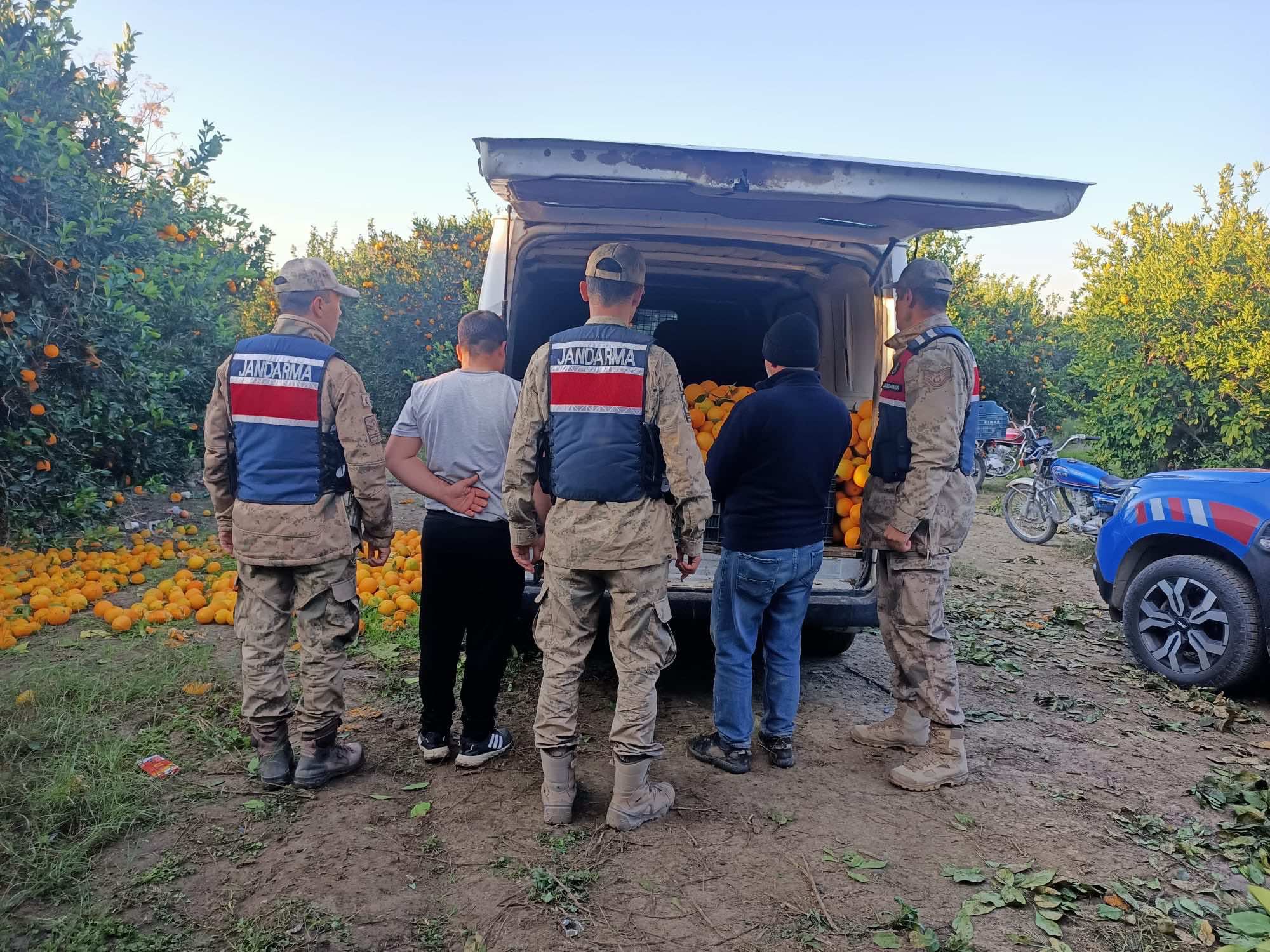 Erzin’de Narenciye Hırsızlığına Operasyon (1)