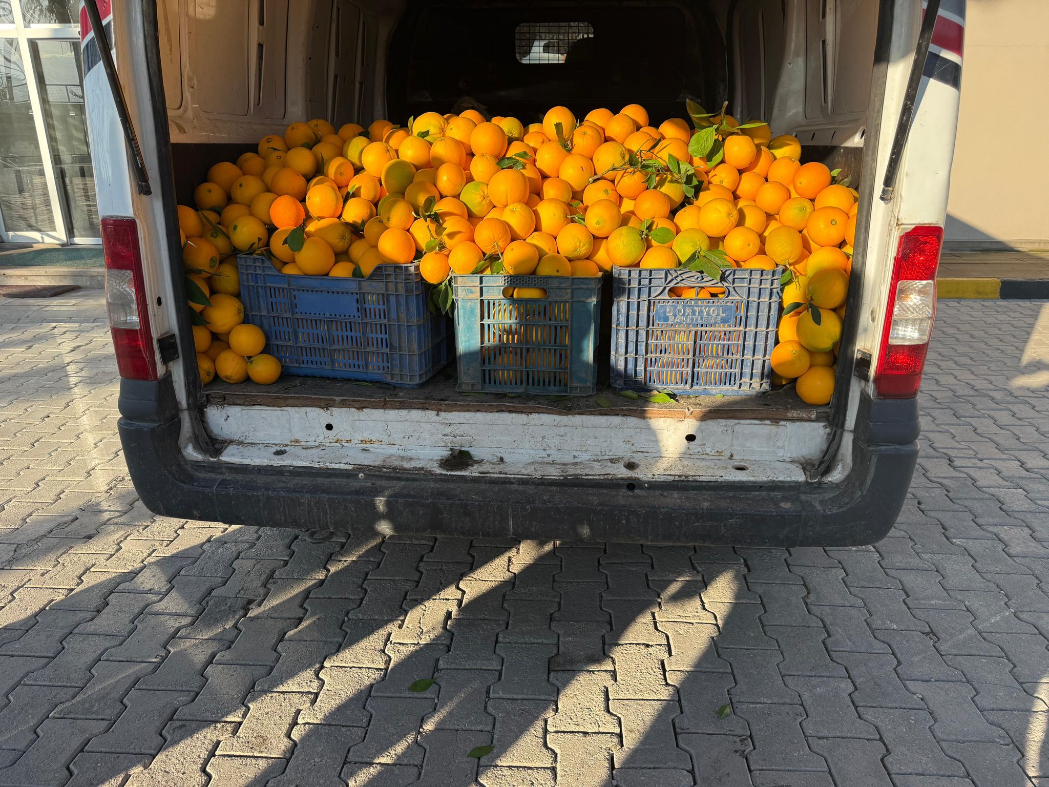 Erzin’de Narenciye Hırsızlığına Operasyon (2)