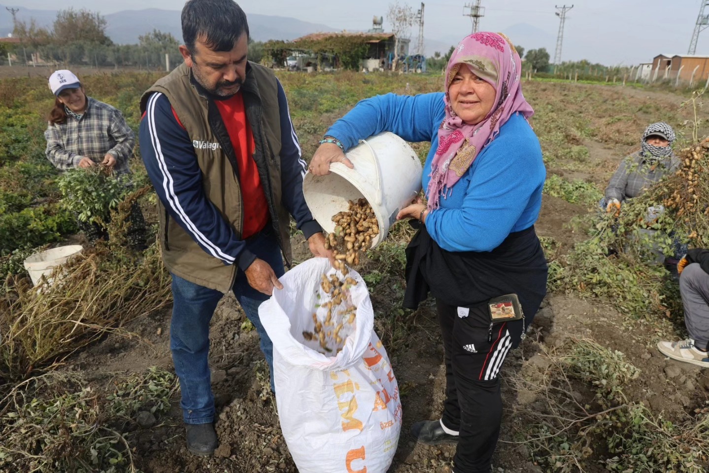 Hatay’da Kuraklık Yer Fıstığı Hasadını Vurdu (1)