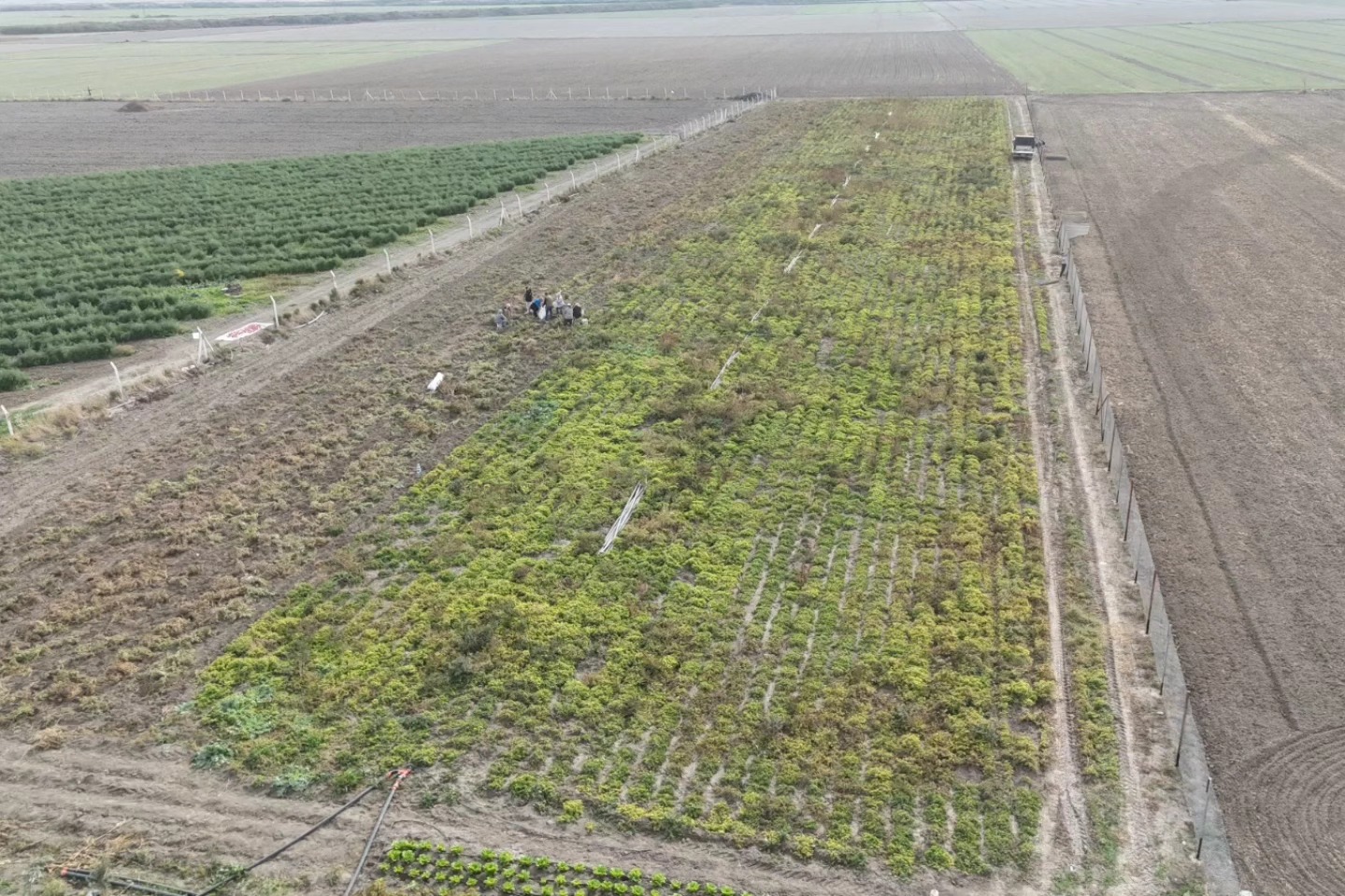 Hatay’da Kuraklık Yer Fıstığı Hasadını Vurdu (2)