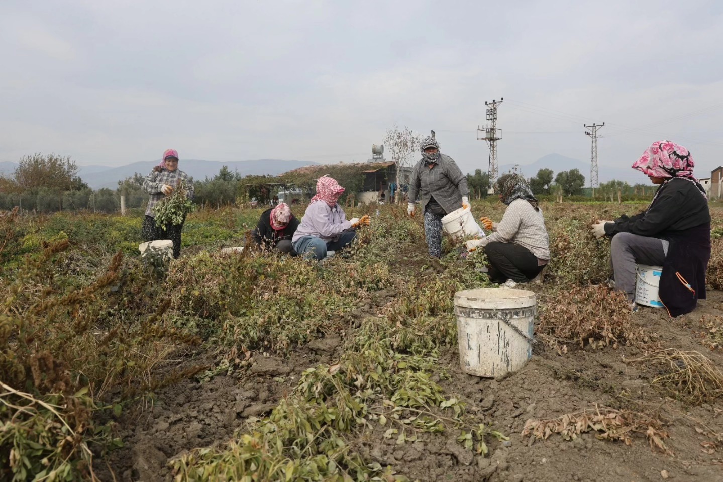 Hatay’da Kuraklık Yer Fıstığı Hasadını Vurdu (3)