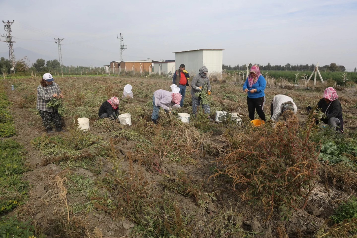 Hatay’da Kuraklık Yer Fıstığı Hasadını Vurdu (5)