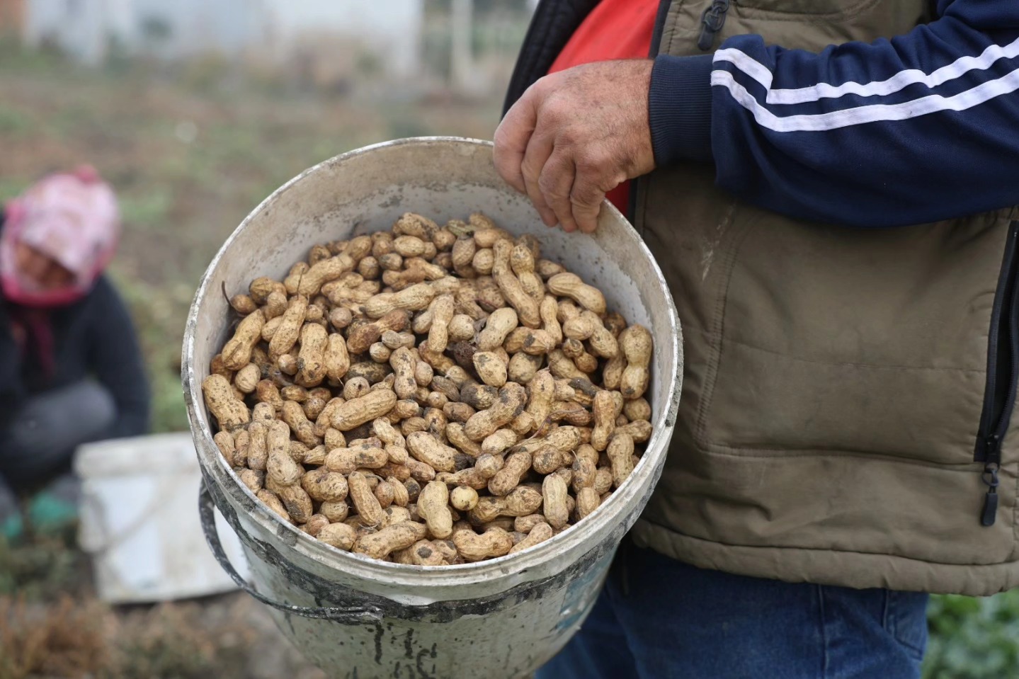 Hatay’da Kuraklık Yer Fıstığı Hasadını Vurdu (7)