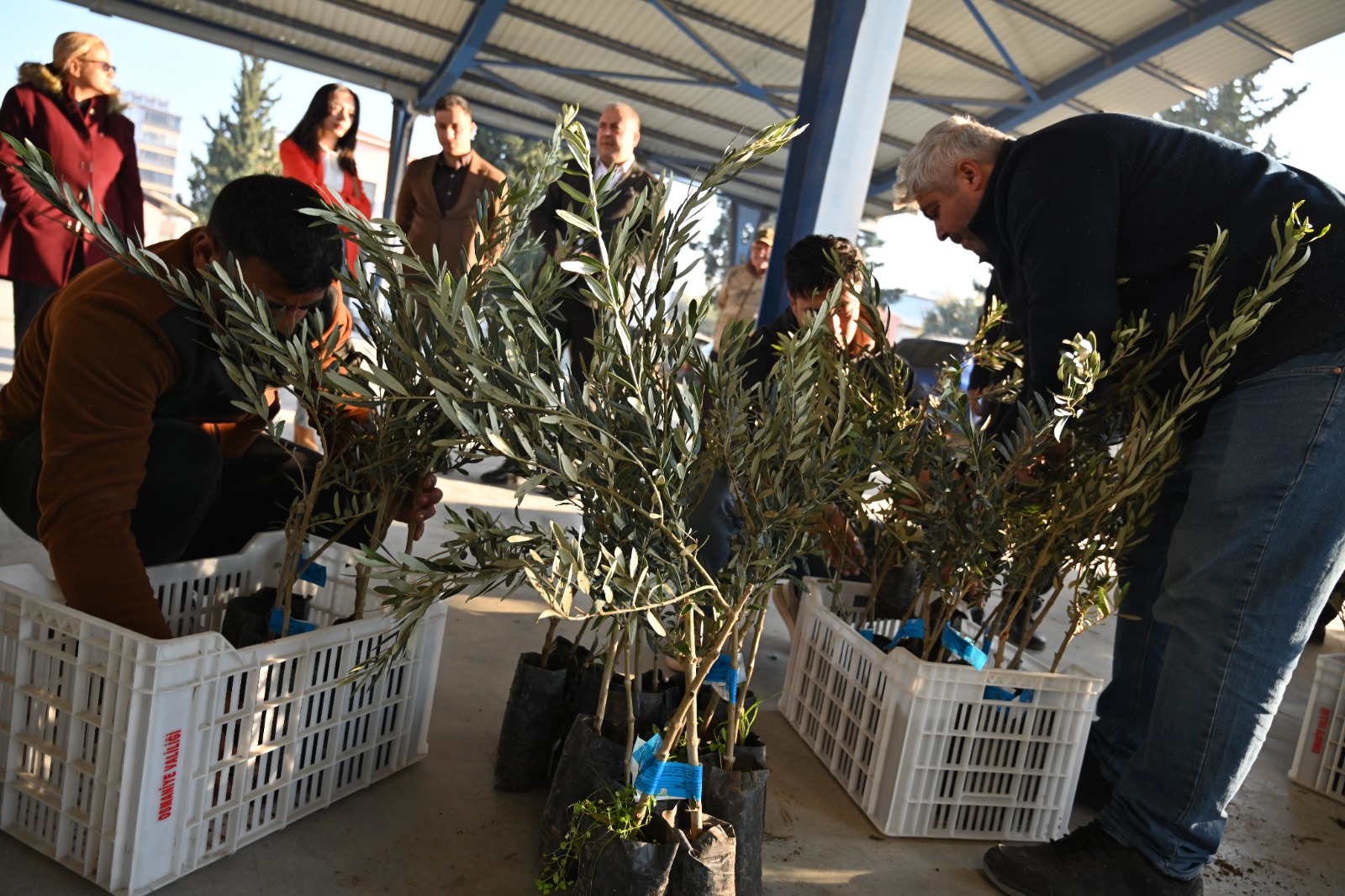 Kadirli’de 10 Bin Zeytin Fidanı Desteği (4)