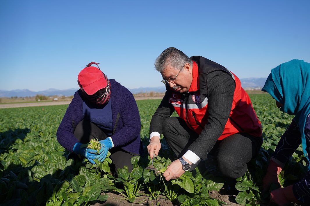 Kadirli’de Ispanak Hasat Töreni Osmaniye’de Coşkuyla Yapıldı5