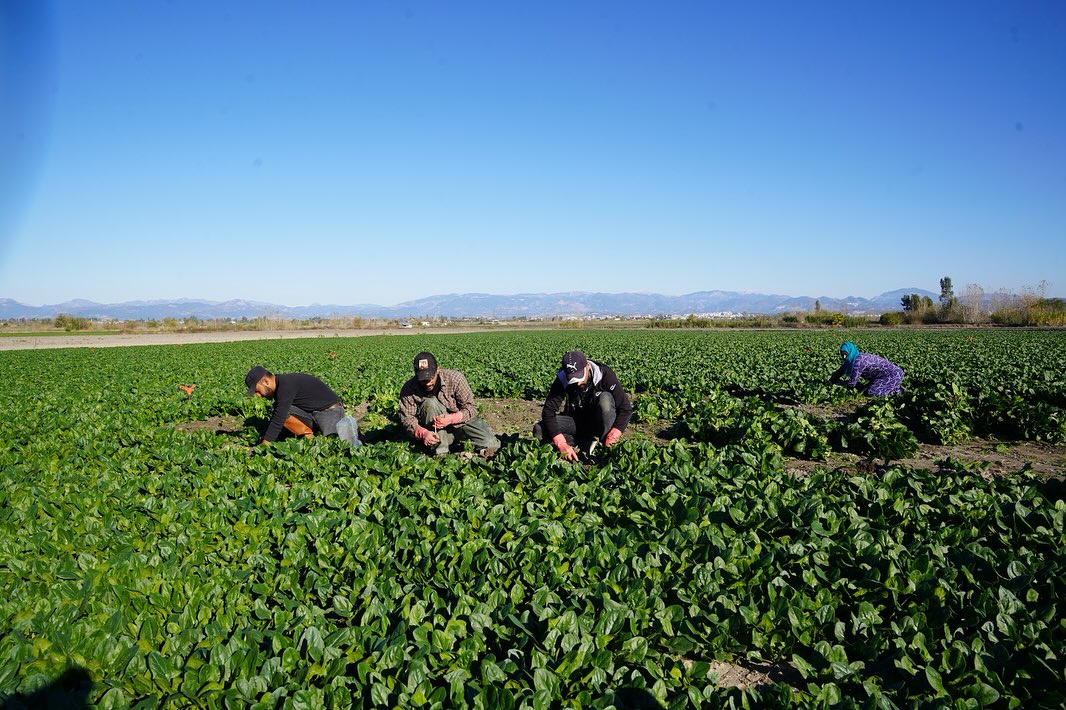 Kadirli’de Ispanak Hasat Töreni Osmaniye’de Coşkuyla Yapıldı7