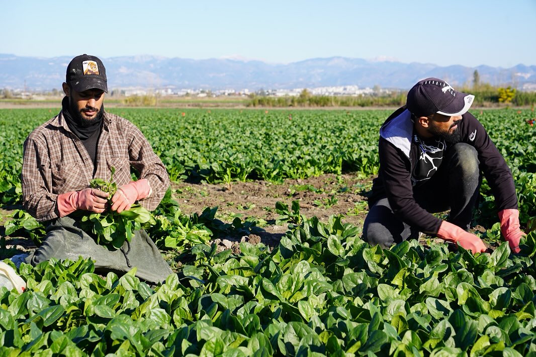 Kadirli’de Ispanak Hasat Töreni Osmaniye’de Coşkuyla Yapıldı8