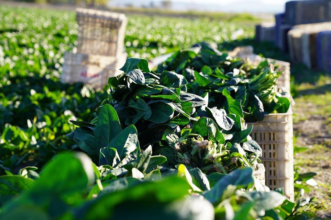 Kadirli’de Ispanak Hasat Töreni Osmaniye’de Coşkuyla Yapıldı9