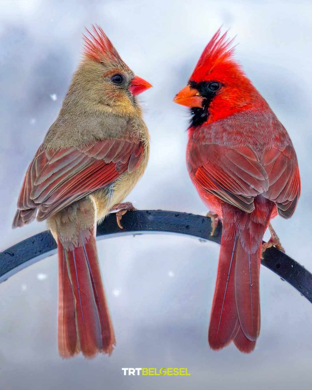 Kırmızı Kardinal Kuzey Amerika’da Göz Kamaştırıyor