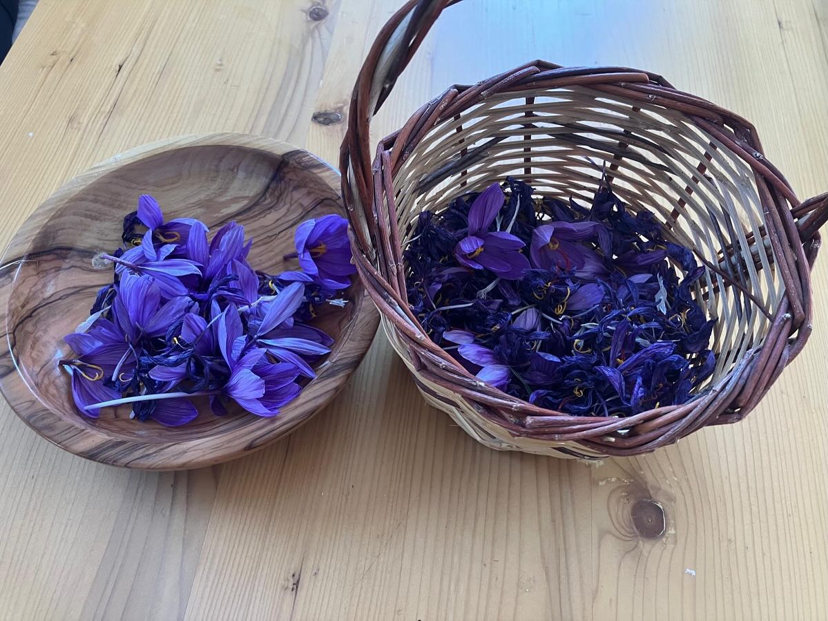 Osmaniye Bahçe Köyü’nde Safran Hasadı Başladı2