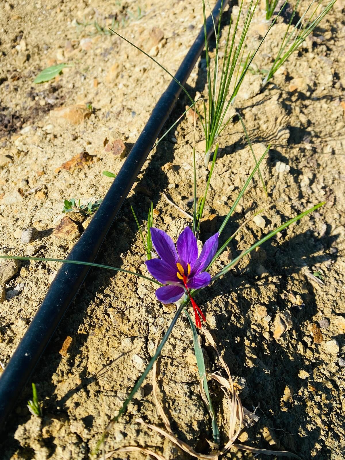 Osmaniye Bahçe Köyü’nde Safran Hasadı Başladı3