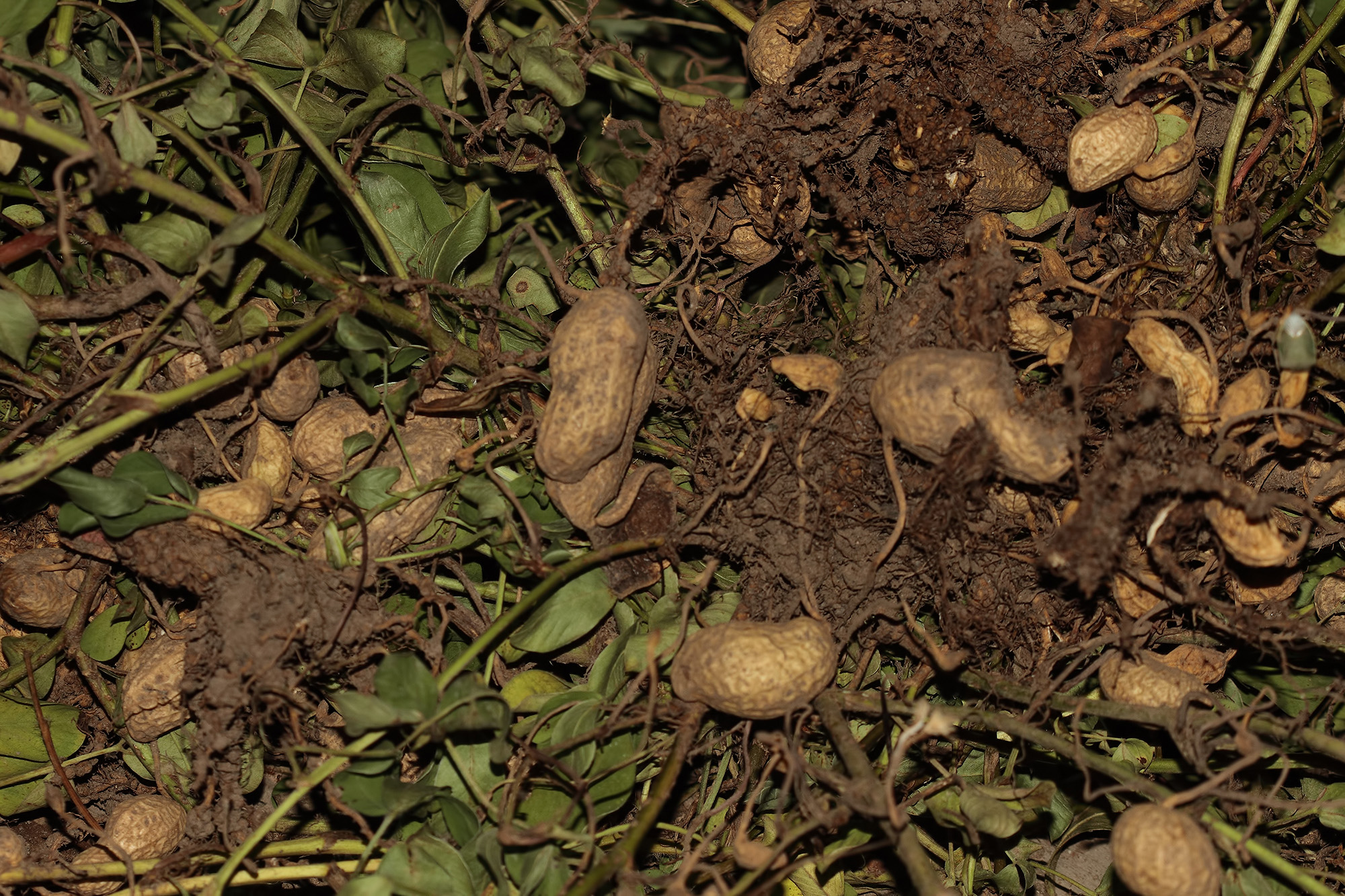 Osmaniye Fıstığı (1)