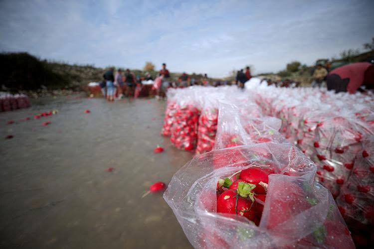 Osmaniye Kadirli’de Çiftçiler Turp Hasadıyla Coştu2
