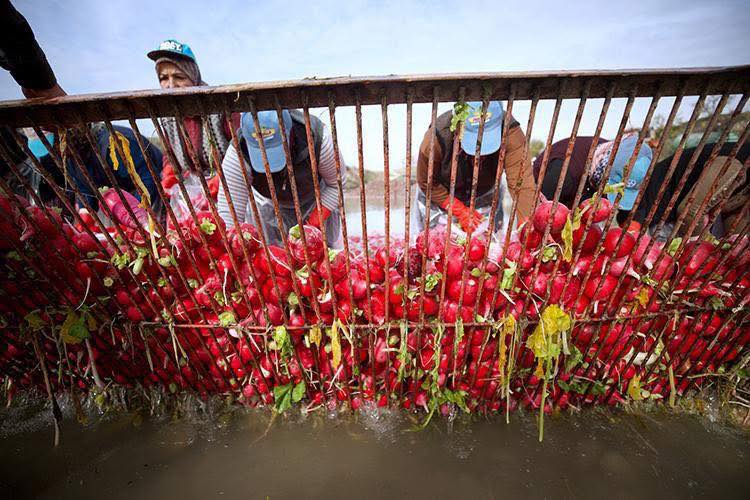 Osmaniye Kadirli’de Çiftçiler Turp Hasadıyla Coştu3