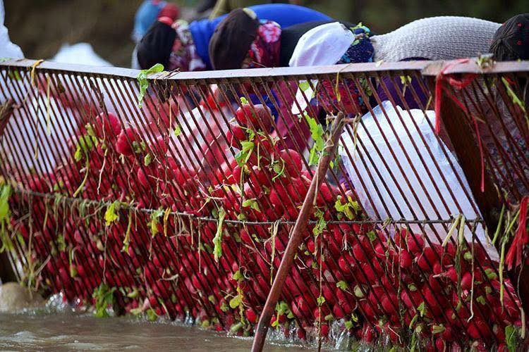 Osmaniye Kadirli’de Çiftçiler Turp Hasadıyla Coştu4