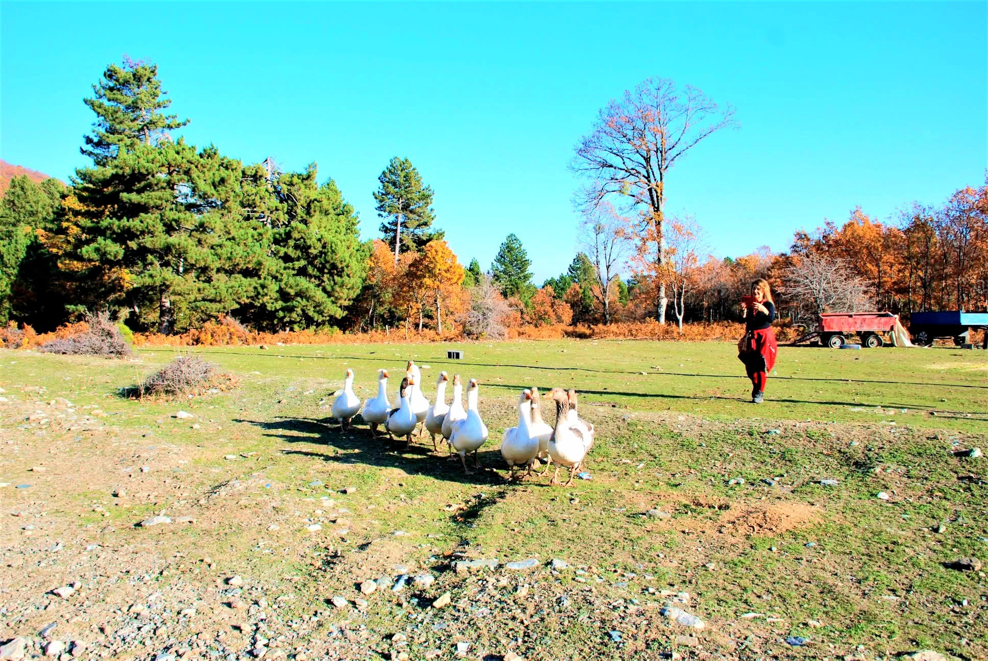 Osmaniye Küllü Köyü’nde Sonbahar Manzaraları Büyüledi4