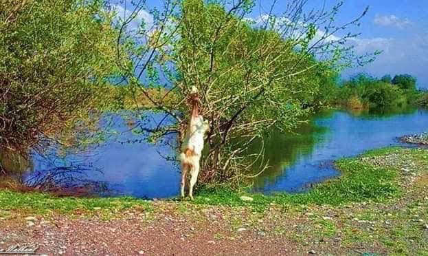 Osmaniye Yeniköy Kuş Cenneti Büyülemeye Devam Ediyor6