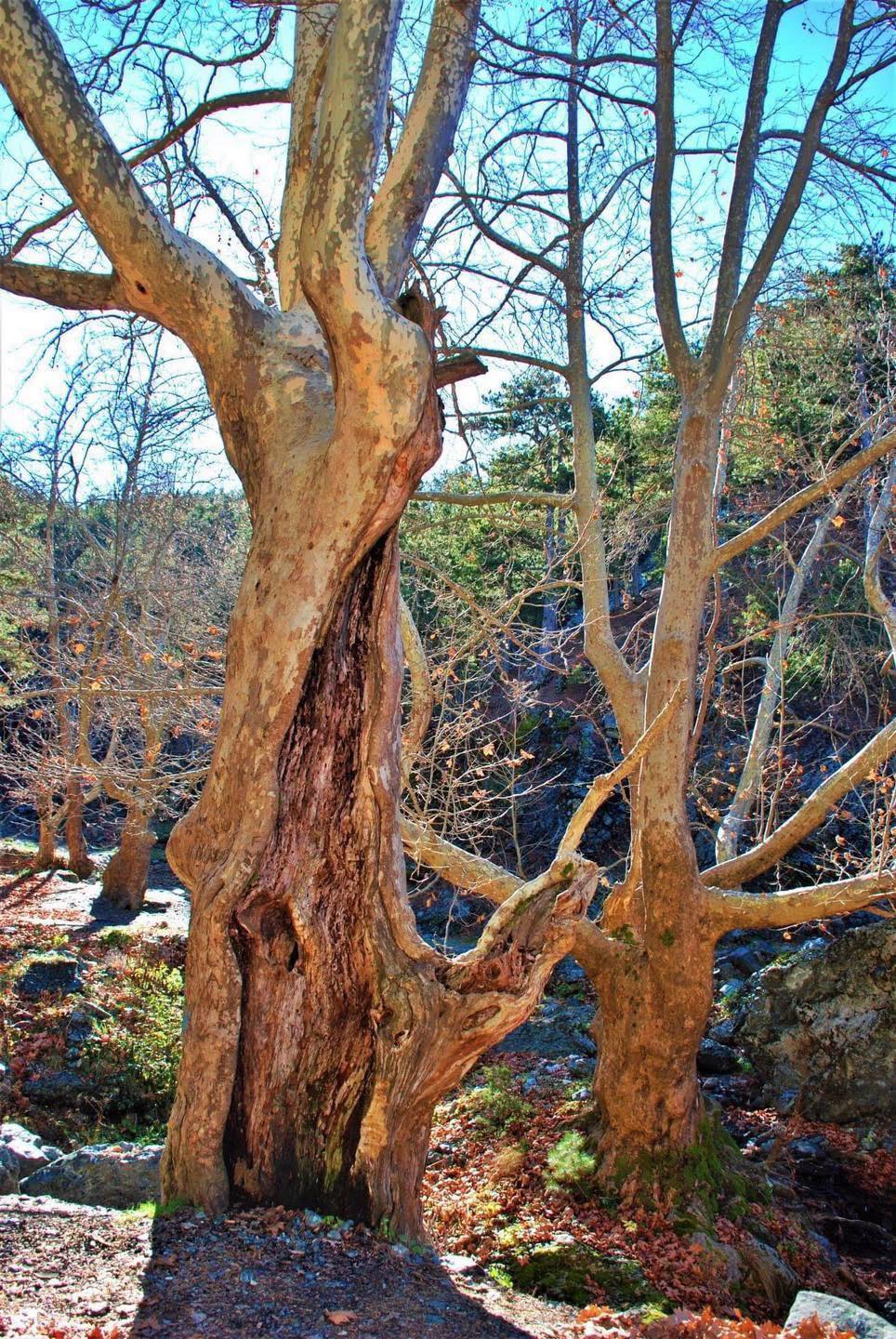 Osmaniye Zorkun Yaylası’nda Doğanın Kalbi Çataloluk2
