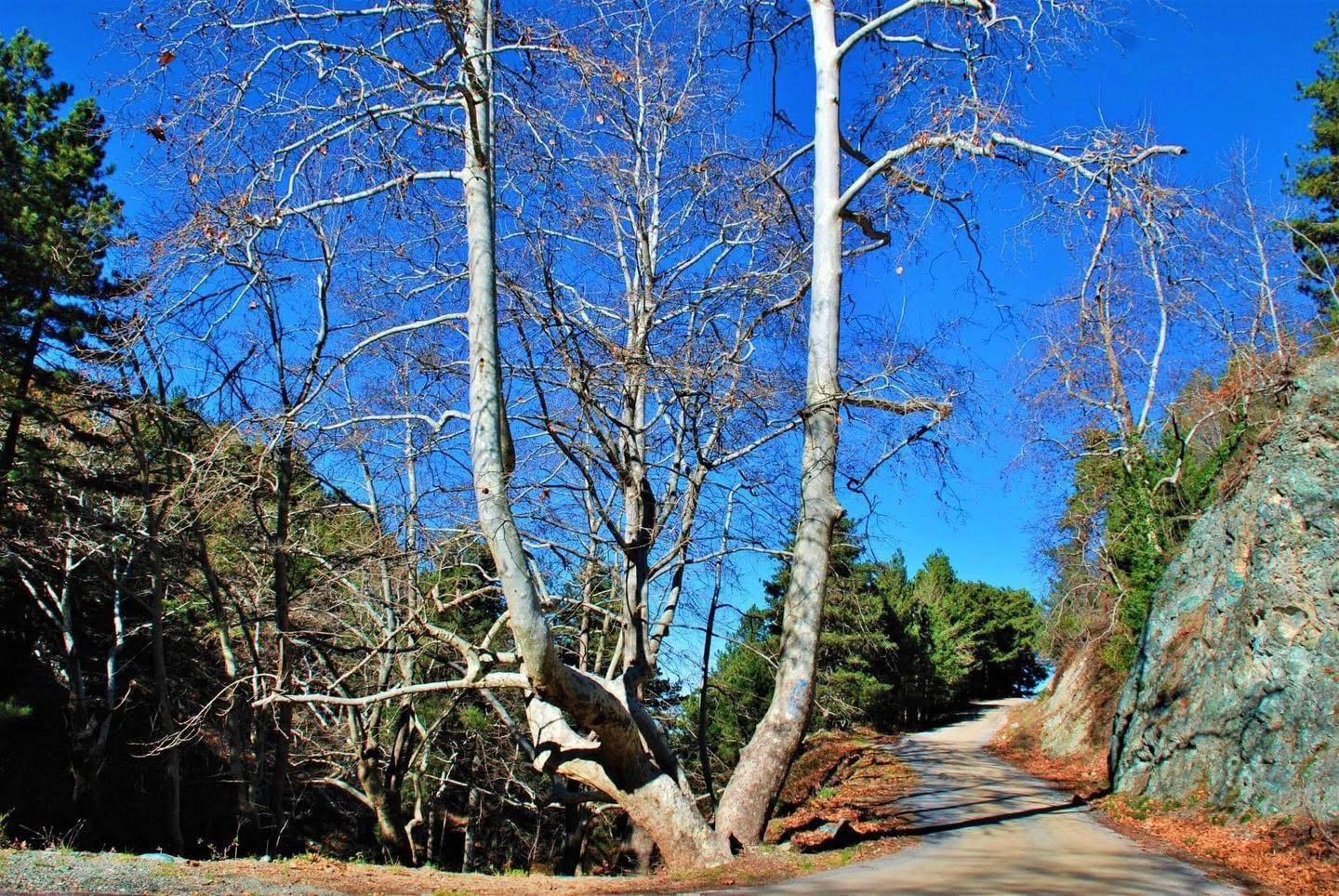 Osmaniye Zorkun Yaylası’nda Doğanın Kalbi Çataloluk3
