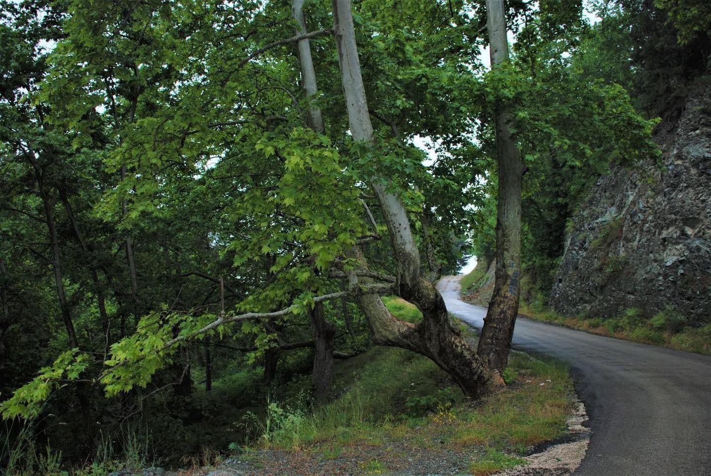 Osmaniye Zorkun Yaylası’nda Doğanın Kalbi Çataloluk5