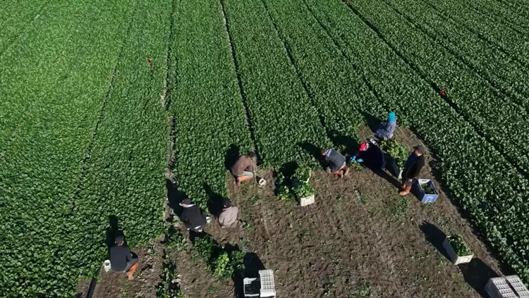 Osmaniye’de Ispanak Hasadı Başladı Rekolte 3 Bin Tonu Aşıyor2