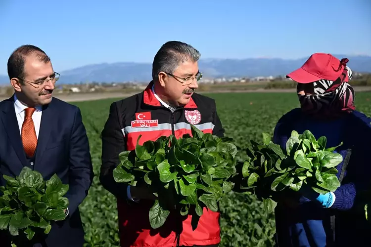 Osmaniye’de Ispanak Hasadı Başladı Rekolte 3 Bin Tonu Aşıyor3