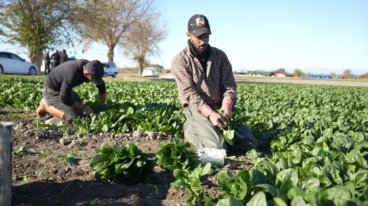 Osmaniye’de Ispanak Hasadı Başladı Rekolte 3 Bin Tonu Aşıyor4