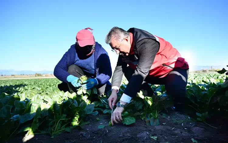Osmaniye’de Ispanak Hasadı Başladı Rekolte 3 Bin Tonu Aşıyor5