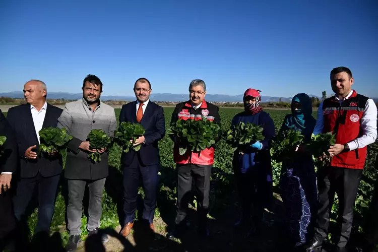 Osmaniye’de Ispanak Hasadı Başladı Rekolte 3 Bin Tonu Aşıyor6
