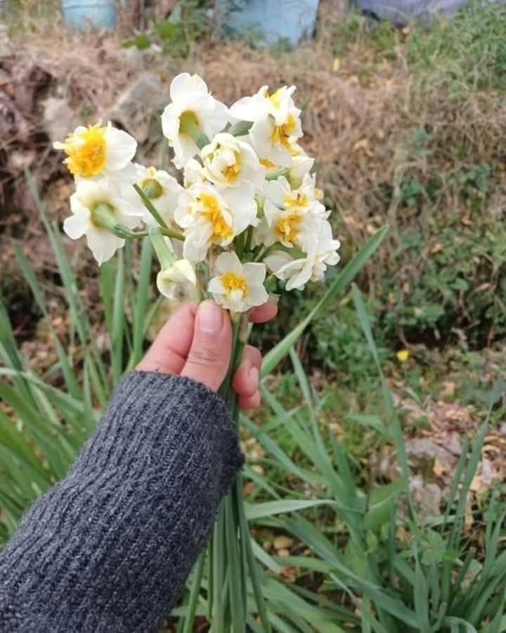 Kara Kışın Umudu Nergiz